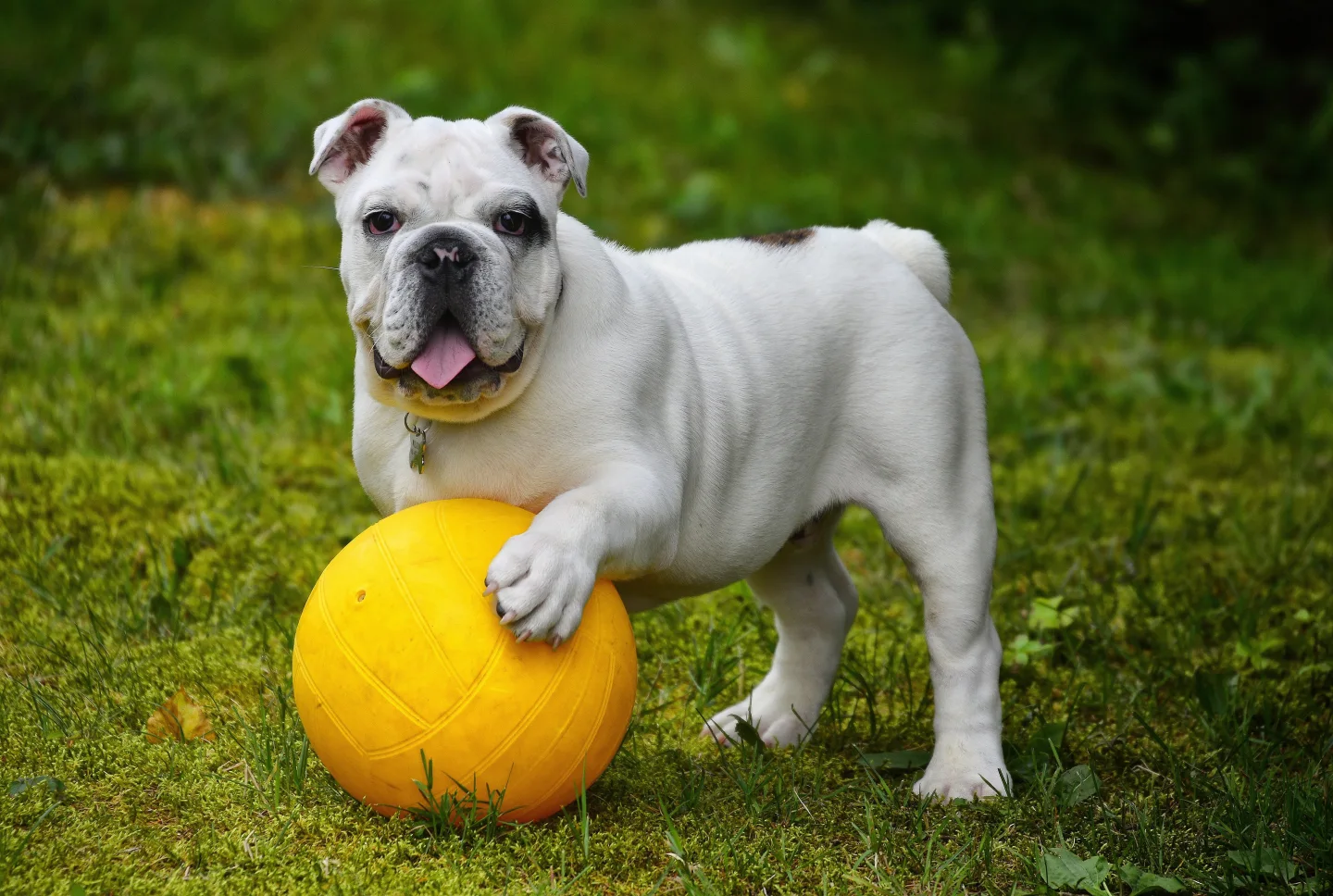 An English bulldog playing with a yellow ball in the grass