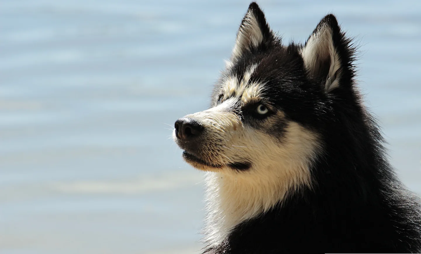 A blue-eyed husky looking into the distance