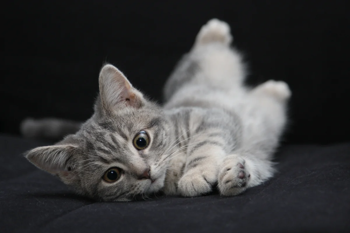 A gray kitten relaxing on a soft blanket