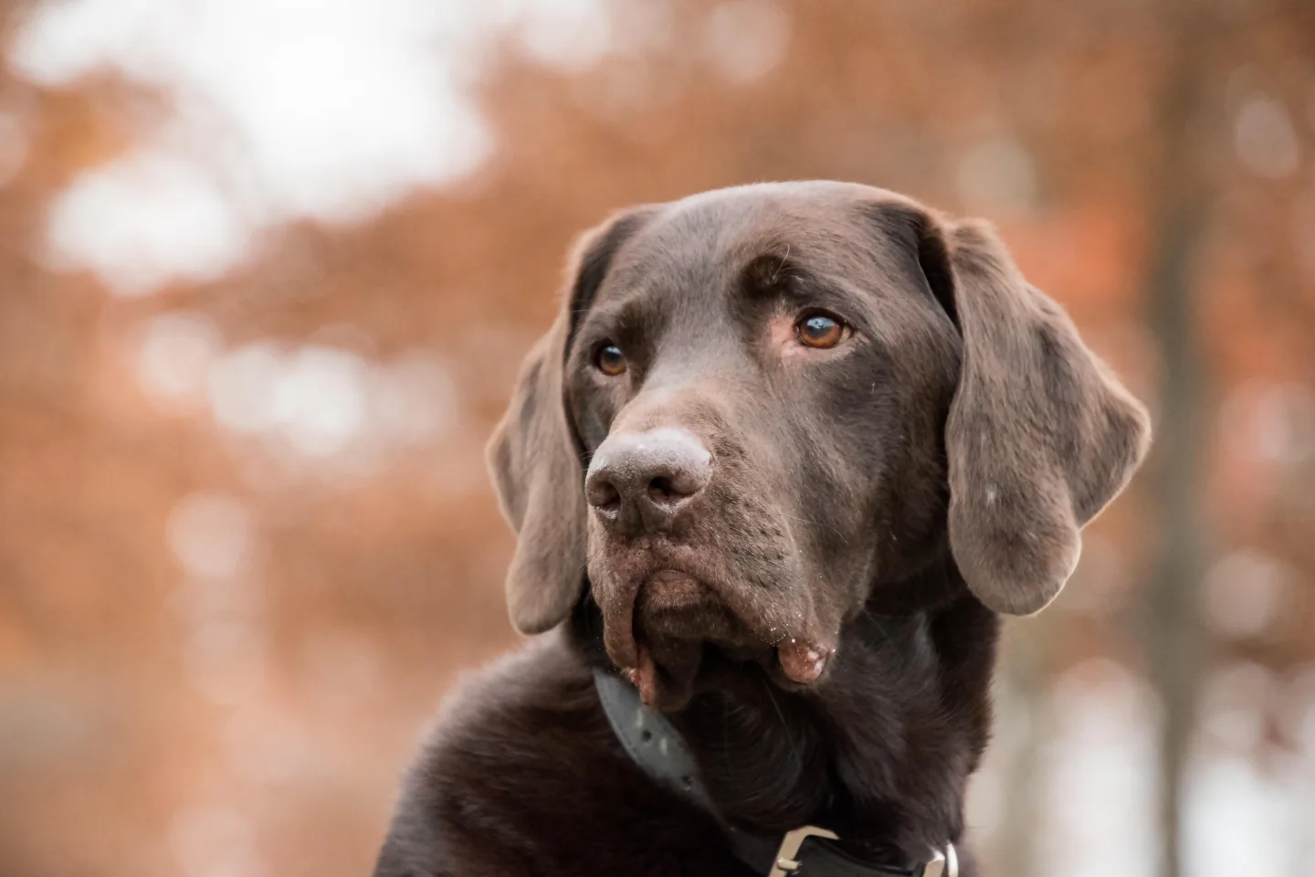 A chocolate Labrador against warm autumn foliage