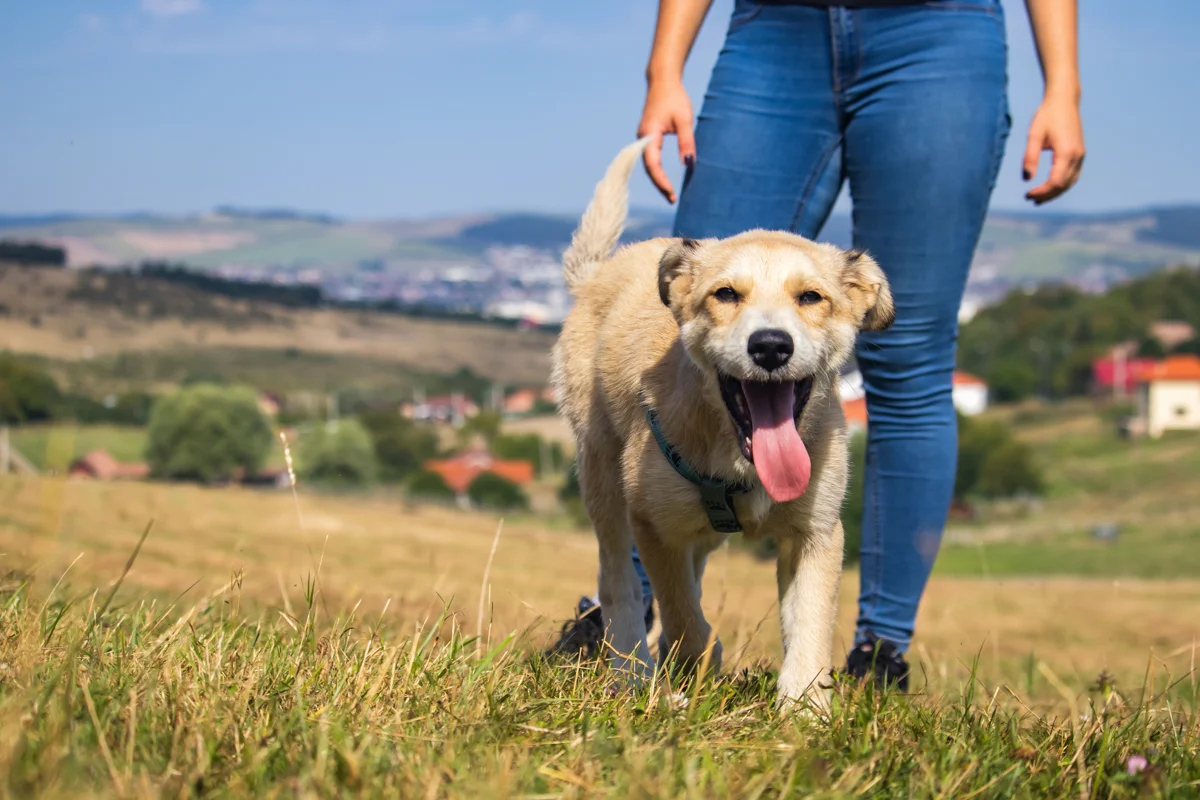 A happy dog enjoying a walk outdoors with a companion