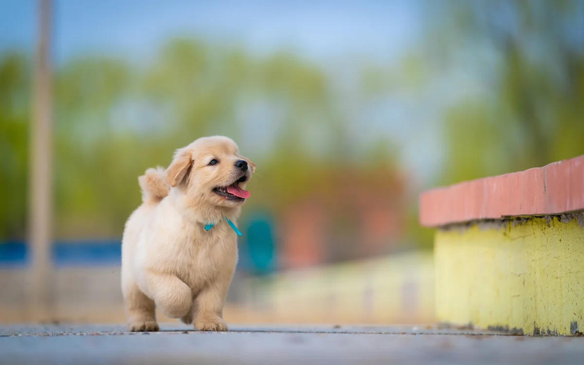 A golden retriever puppy exploring outdoors