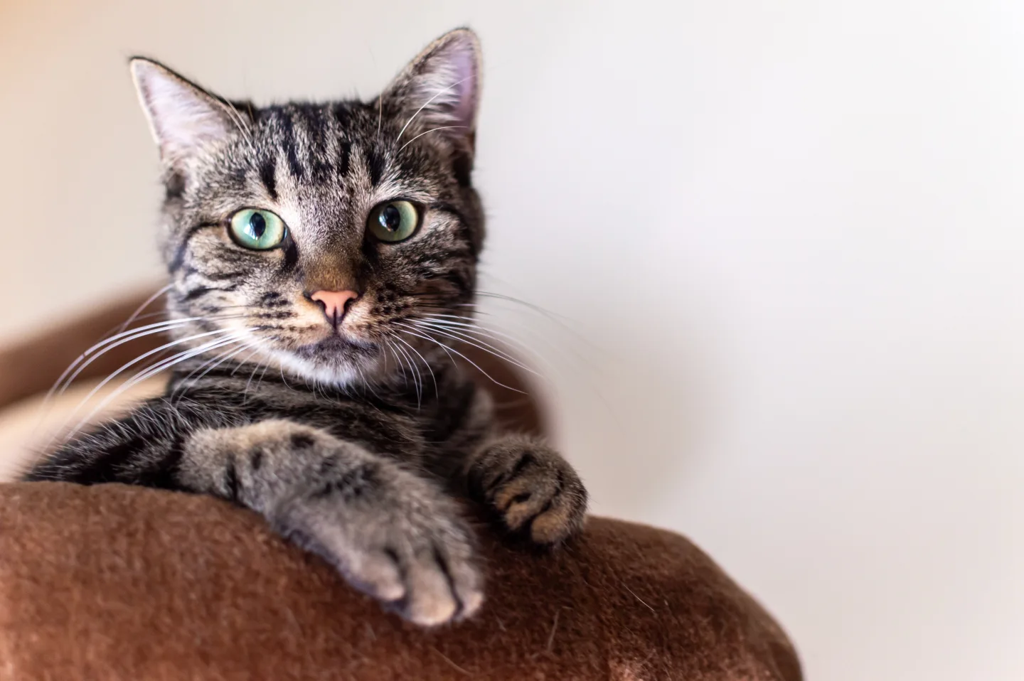 A green-eyed tabby cat resting on a soft perch